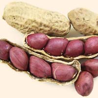 Groundnut Kernels