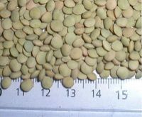 Food Grains & Cereals