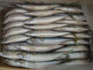 Mackerel Mackerel