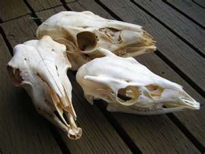 Skulls Three Skulls Three