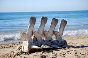 Good Quality Maxican Bone