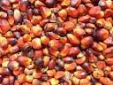 Oil Palm Kernel