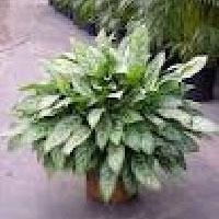 Aglaonemia Variegata Nursery Plants