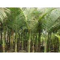 Alexandrae Palm Plant