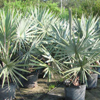 Bismarckia Nobilis Palm Plant