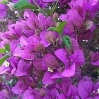 Bougainvillea Shrub Plant