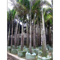 Foxtail Palm Plants