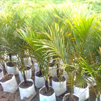 Nypsis Dycary Palm Plants