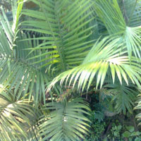 Ravenea Palm Plants
