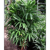 Rhapis Excelsa Palm Plants