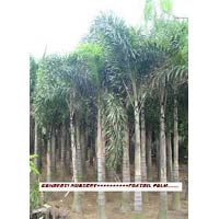 Wodytia Bifurtica (foxtail Palm)