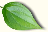 Betel Leaf