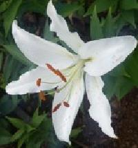 Asiatic Lily