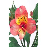 Fresh Alstroemeria