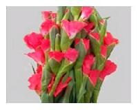 Fresh Gladiolus