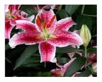 Fresh Oriental Lily