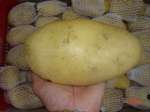 Cameroon Fresh Potato Cameroon Fresh Potato