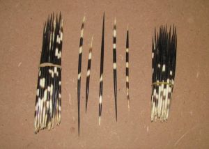 Quills, Natural Banded Color Quills