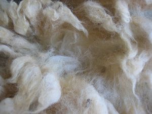 sheep wool