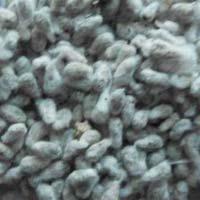 conventional cotton seed