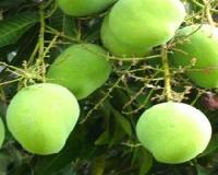 Natural Keshar Mango