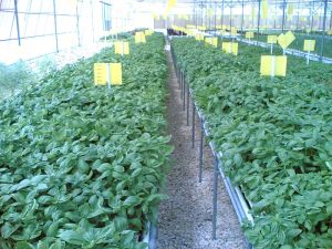 Hydroponic System