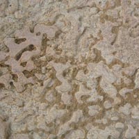 Fossil Limestone 02
