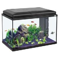 aquarium fish tank