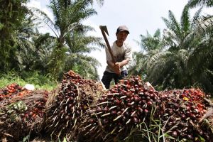 crude palm oil