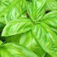 Basil Oil