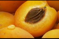Apricot Kernal Oil