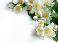 Jasmine Oil(for Soap Candle,Perfumes)