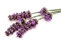 Lavander Oil