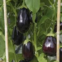 Fresh Aubergine