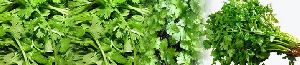 coriander leaves