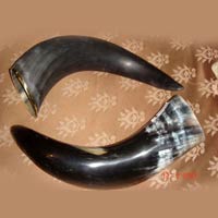 Drinking Horns