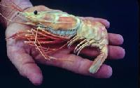 Deep Water Shrimp