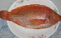 Indian Tilapia Fish