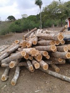 Teak Round Logs