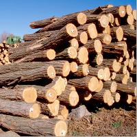 teak wood round log