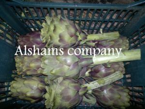 Fresh Artichoke