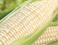 white maize