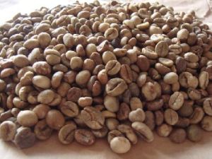 Robusta Green Coffee Bean