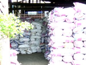 Mangrove Charcoal Mangrove Charcoal