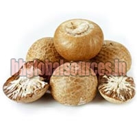 Areca Nuts