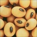 Soyabeans