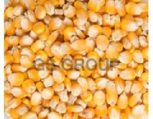 Yellow Maize / White Maize