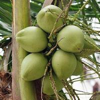 Fresh Green Coconut