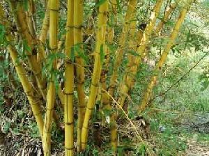 bamboo plants