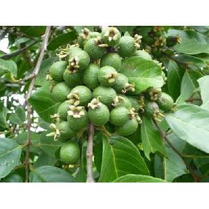 guava plants